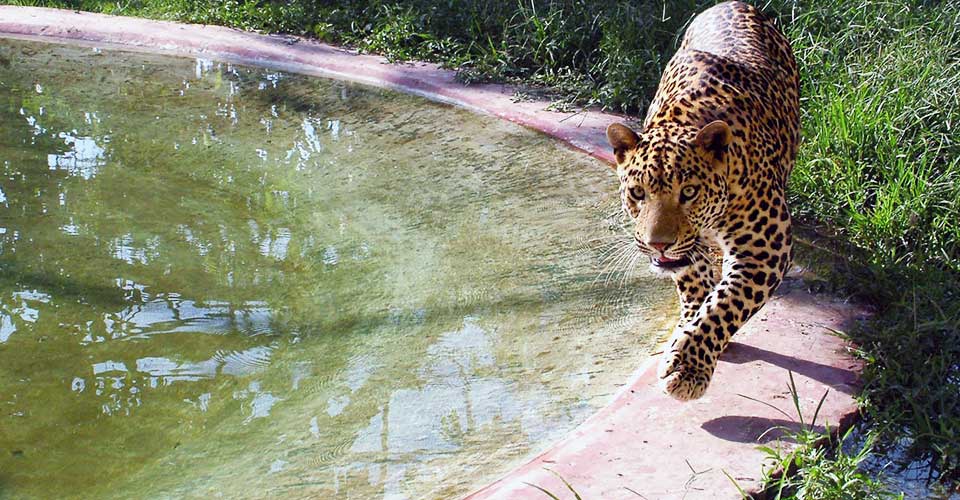 Sarthana Nature Park in Surat